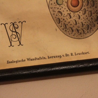 Didactic board zoologist "Wandtafeln" 1880