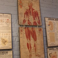 Series of anatomical boards