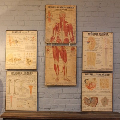 Série de planches anatomiques