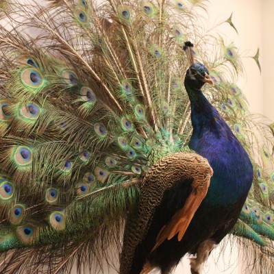 Very nice naturalized blue peacock doing the wheel