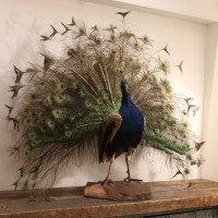 Very nice naturalized blue peacock doing the wheel