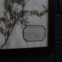 French herbarium circa 1920