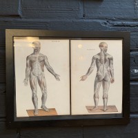 Collection de planches anatomiques